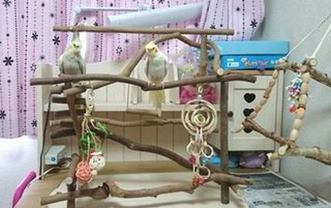 �o�[�h�W���ɏ��I�J���C���R