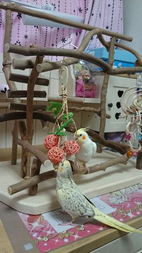 �o�[�h�W���ŗV�ԃI�J���C���R