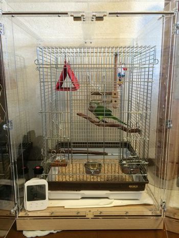 �I�L�i�C���R�̒���������ꂽ�A�N�����P�[�X