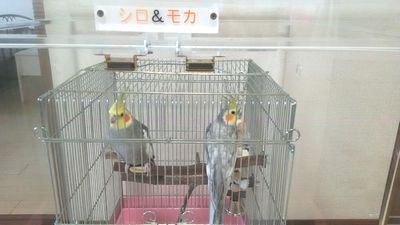 �I�J���C���R