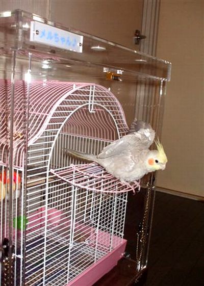 �I�J���C���R�̃A�N�����P�[�X