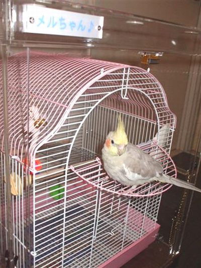 �̂��I�J���C���R