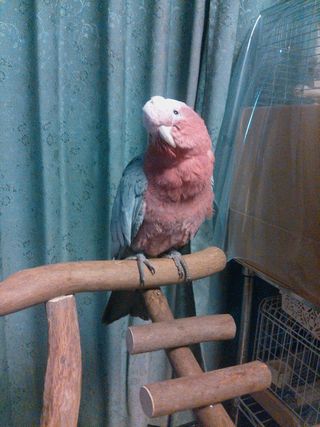 �o�[�h�W���ɏ�郂���C���C���R