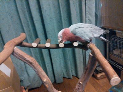 �~�܂�؂������郂���C���C���R