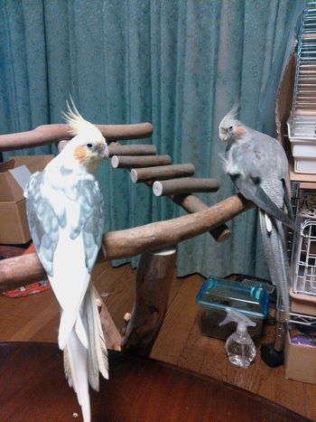 �o�[�h�W���ɏ��I�J���C���R