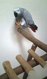 �����S��H�ׂ郈�E��