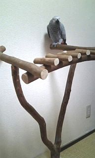 �~�܂�؃X�^���h�ɏ�郈�E��