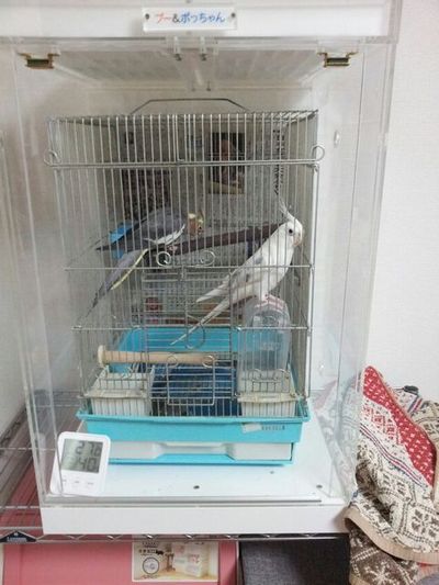 �I�J���C���R�̒���������ꂽ�A�N�����P�[�X