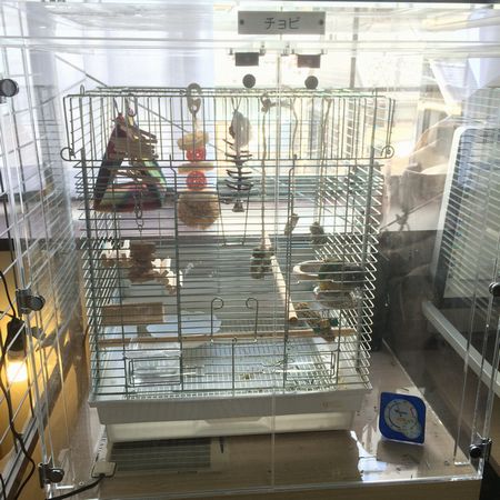 �E���R�C���R�̃A�N�����P�[�X�@������ԃJ�����t��