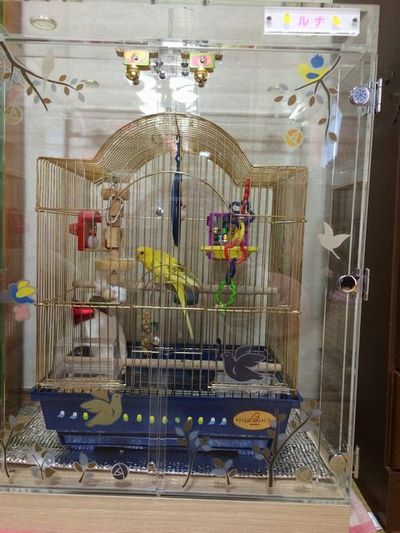 �C���R�̃A�N�����P�[�X�Ƀf�R���[�V����