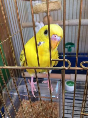 �Z�L�Z�C�C���R