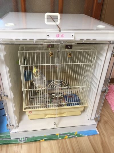 オカメインコの鳴き声防音