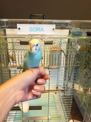 手乗りのセキセイインコ