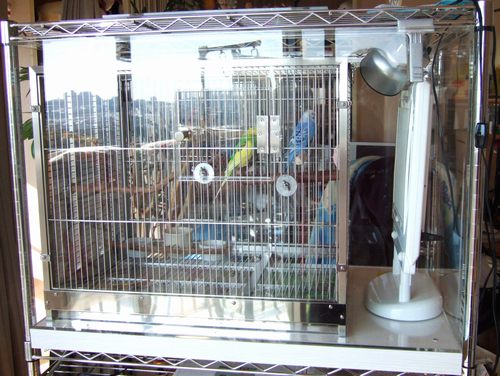 �Z�L�Z�C�C���R�̒���������ꂽ�A�N�����P�[�X