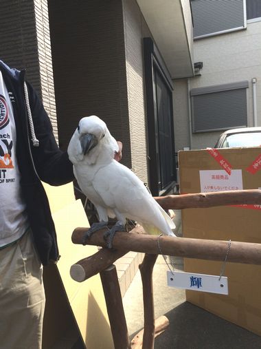 バードジムに乗るアオメキバタン