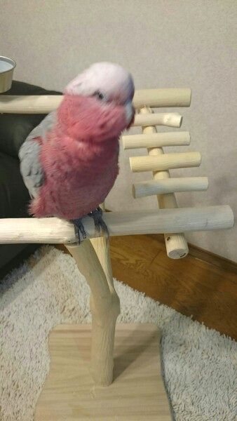モモイロインコの止まり木スタンド