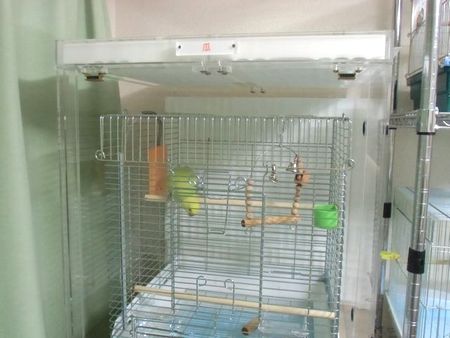 ���J�P�z���Z�C�C���R�̃A�N�����P�[�X