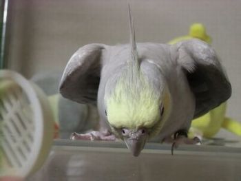 �I�J���C���R