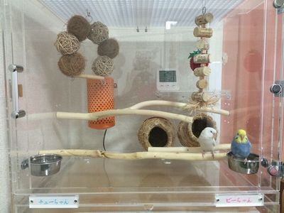 �Z�L�Z�C�C���R�̃A�N�����P�[�X