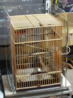 �ی삵���X�Y���̕ۉ��J�o�[