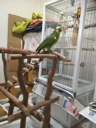 �o�[�h�W���ɏ��A�I�{�E�V�C���R