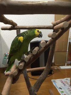 �o�[�h�W���ŗV�ԃA�I�{�E�V�C���R