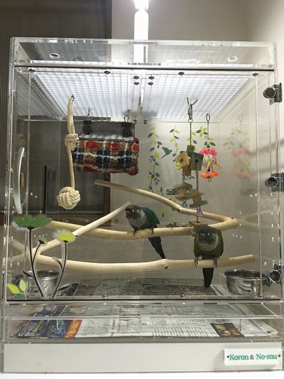 �E���R�C���R�̃A�N�����P�[�X�@���R�̂悤�ȕ��͋C