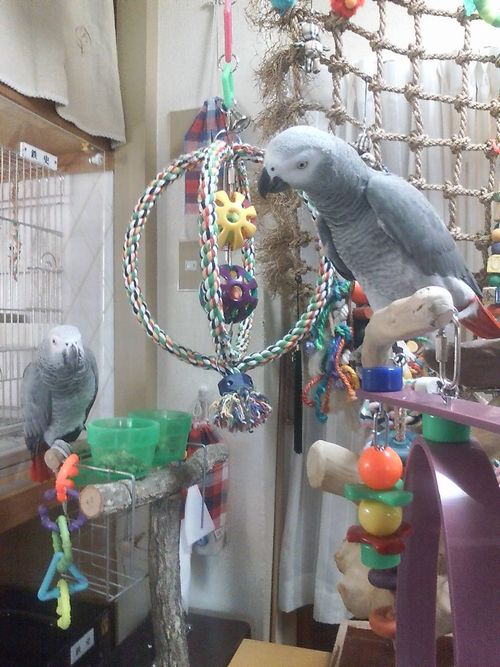 ���Ԃƈꏏ�ɗV��