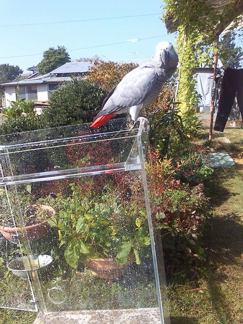 �A�N�����P�[�X�͊O�Ő���