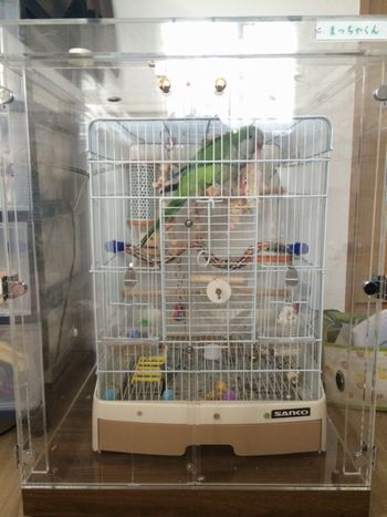 オキナインコの鳥かごを入れたアクリルケース