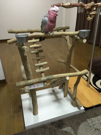 バードジムに乗るモモイロインコ