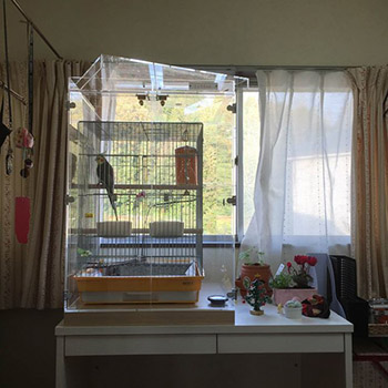 �I�J���C���R�̃A�N�����P�[�X