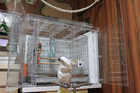 �^�C�n�N�I�E���̒���������ꂽ�A�N�����P�[�X