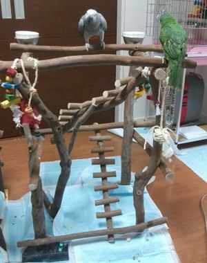 バードジムに乗るヨウム