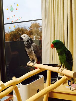 ヨウムとアオボウシインコ