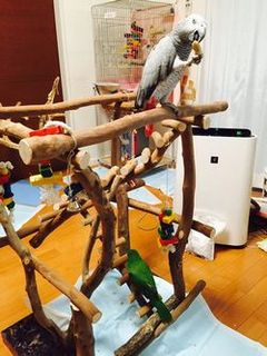 ずっとおしゃべりしているヨウム