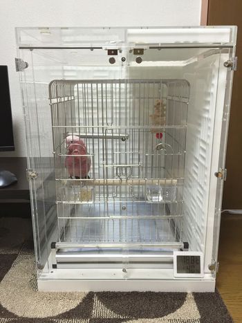 �����C���C���R�̃A�N�����P�[�X�@�h���d�l