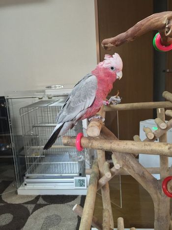 �o�[�h�W���ɏ�郂���C���C���R