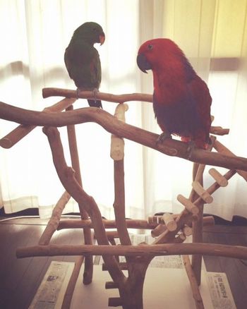 �o�[�h�W���ɏ��I�I�n�i�C���R