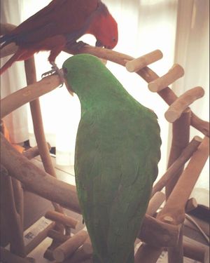 ��H�̃C���R�̋�����