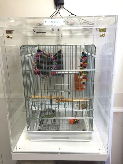 �I�E���̒���������ꂽ�A�N�����P�[�X