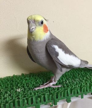 �I�J���C���R