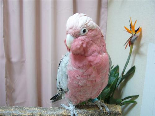 �����C���C���R