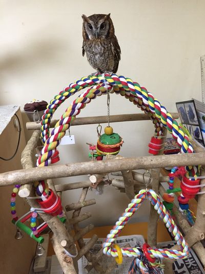 �o�[�h�W���ɏ��X�s�b�N�R�m�n�Y�N