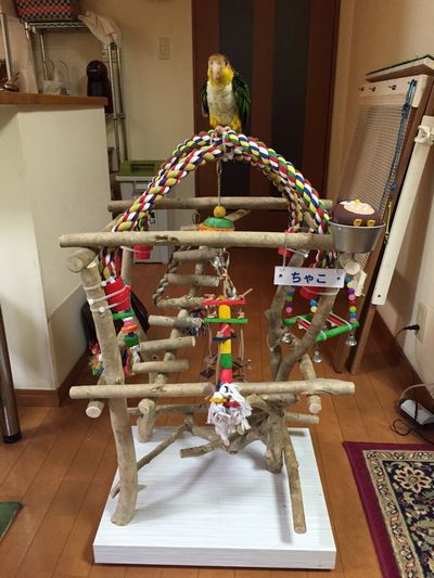 �o�[�h�W���ɁA�����o���h�ł��������t