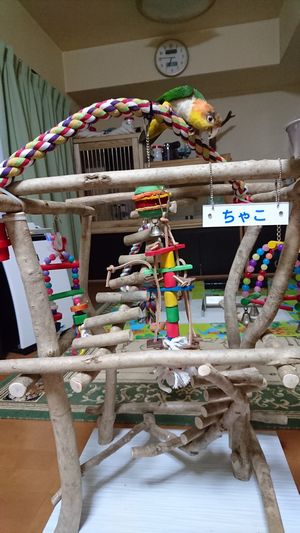 �o�[�h�W���ɏ��V���n���C���R