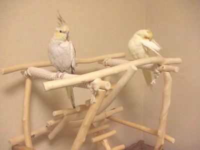 �o�[�h�W���ɏ��I�J���C���R