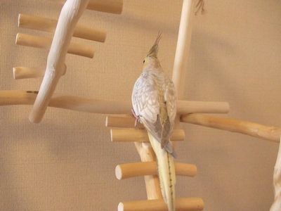 �n�V�S���̂ڂ�I�J���C���R