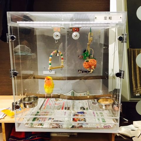 �R�U�N���C���R�̃A�N�����P�[�X