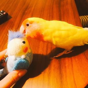 �ʂ�����݂ƗV�ԃR�U�N���C���R